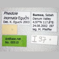 Pheidole inornata Eguchi, 2001 label