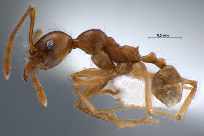 Pheidole inornata lateral