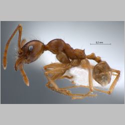 Pheidole inornata Eguchi, 2001 lateral