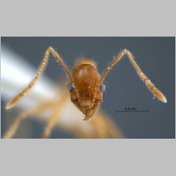 Pheidole lucioccipitalis Eguchi, 2001 frontal