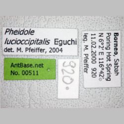 Pheidole lucioccipitalis Eguchi, 2001 label