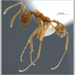 Pheidole lucioccipitalis Eguchi, 2001 lateral