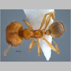 Pheidole lucioccipitalis major Eguchi, 2001 dorsal