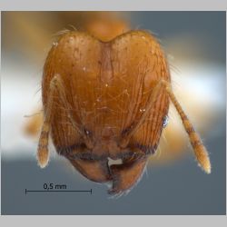 Pheidole lucioccipitalis major Eguchi, 2001 frontal