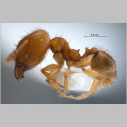 Pheidole lucioccipitalis major Eguchi, 2001 lateral