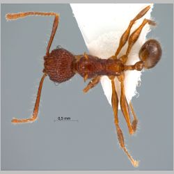 Pheidole quadrensis Forel, 1900 dorsal
