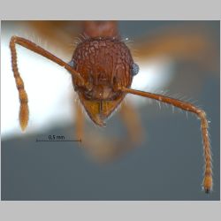 Pheidole quadrensis Forel, 1900 frontal