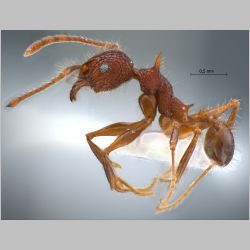 Pheidole quadrensis Forel, 1900 lateral