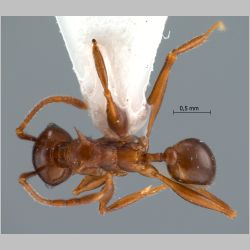 Pheidole quadricuspis Emery, 1900 dorsal