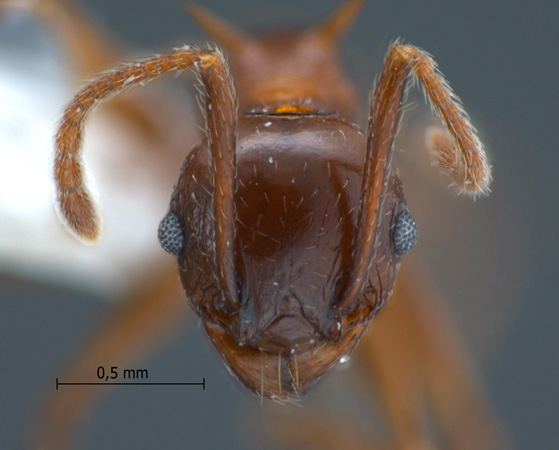 Pheidole quadricuspis frontal