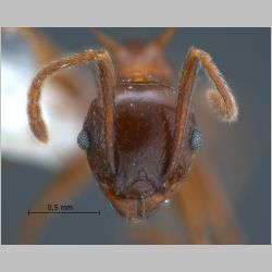 Pheidole quadricuspis Emery, 1900 frontal