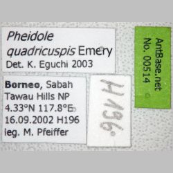 Pheidole quadricuspis Emery, 1900 label