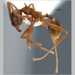Pheidole quadricuspis Emery, 1900 lateral