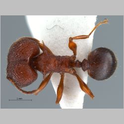 Pheidole quadricuspis major Emery, 1900 dorsal