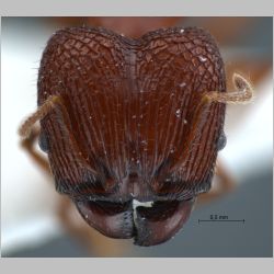 Pheidole quadricuspis major Emery, 1900 frontal