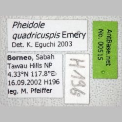 Pheidole quadricuspis major Emery, 1900 label