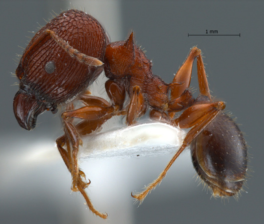 Pheidole quadricuspis major lateral