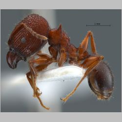 Pheidole quadricuspis major Emery, 1900 lateral