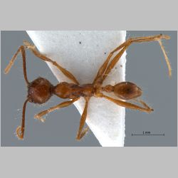 Pheidole sabahna Eguchi, 2000 dorsal