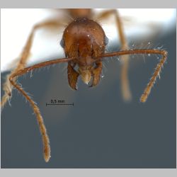 Pheidole sabahna Eguchi, 2000 frontal