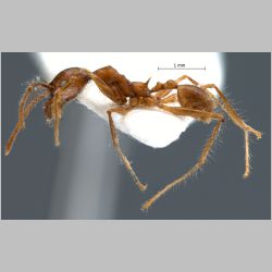 Pheidole sabahna Eguchi, 2000 lateral