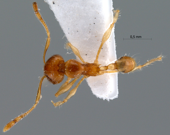 Pheidole sarawakana dorsal