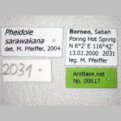 Pheidole sarawakana Forel, 1911 label