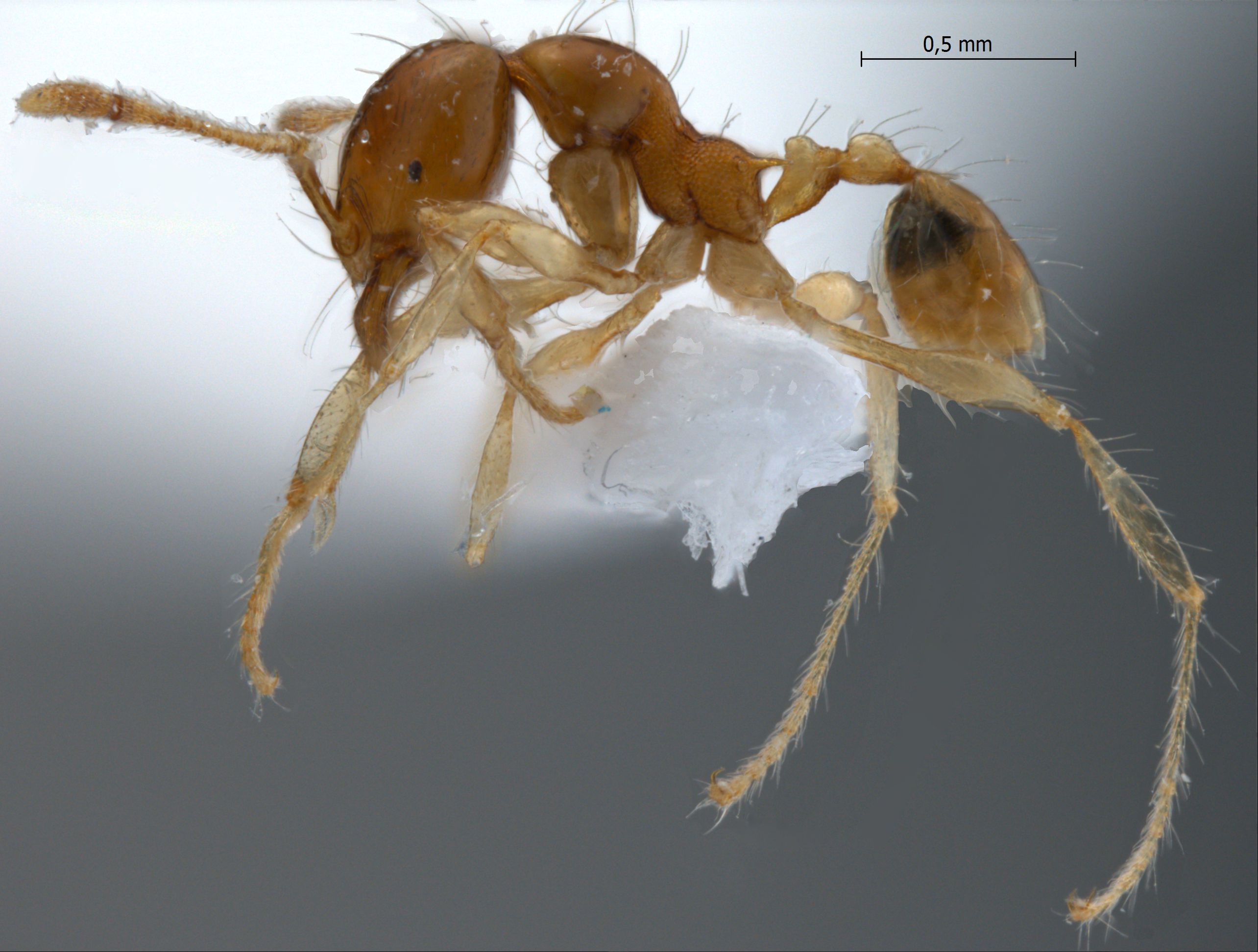 Pheidole sarawakana lateral