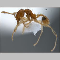 Pheidole sarawakana Forel, 1911 lateral