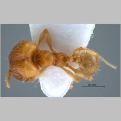 Pheidole sarawakana major Forel, 1911 dorsal