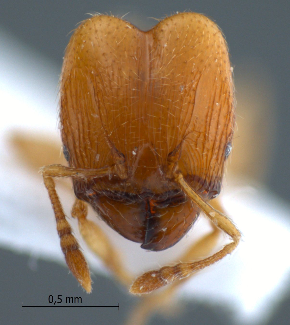 Pheidole sarawakana major frontal