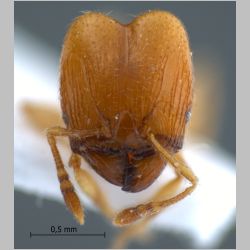 Pheidole sarawakana major Forel, 1911 frontal