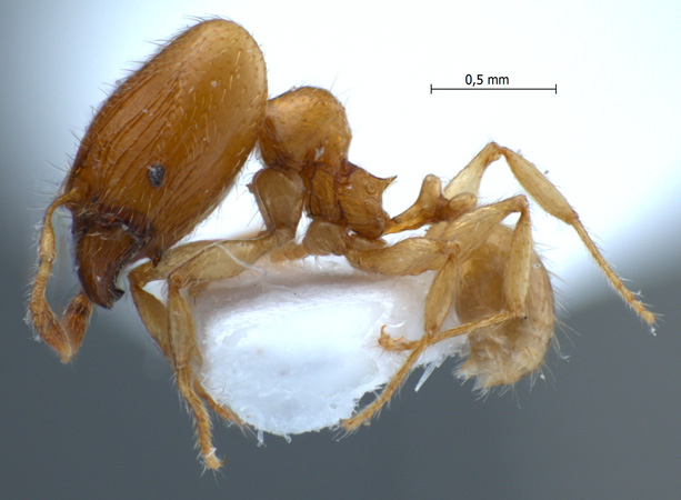 Pheidole sarawakana major lateral