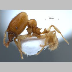 Pheidole sarawakana major Forel, 1911 lateral