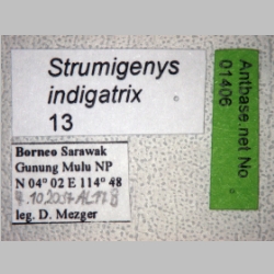 Strumigenys indigatrix Wheeler, 1919 label