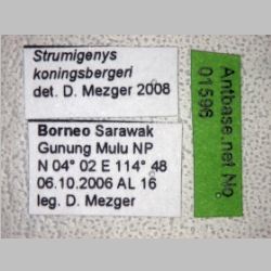 Strumigenys koningsbergeri Forel, 1905 label