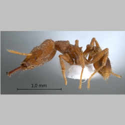 Strumigenys koningsbergeri Forel, 1905 lateral