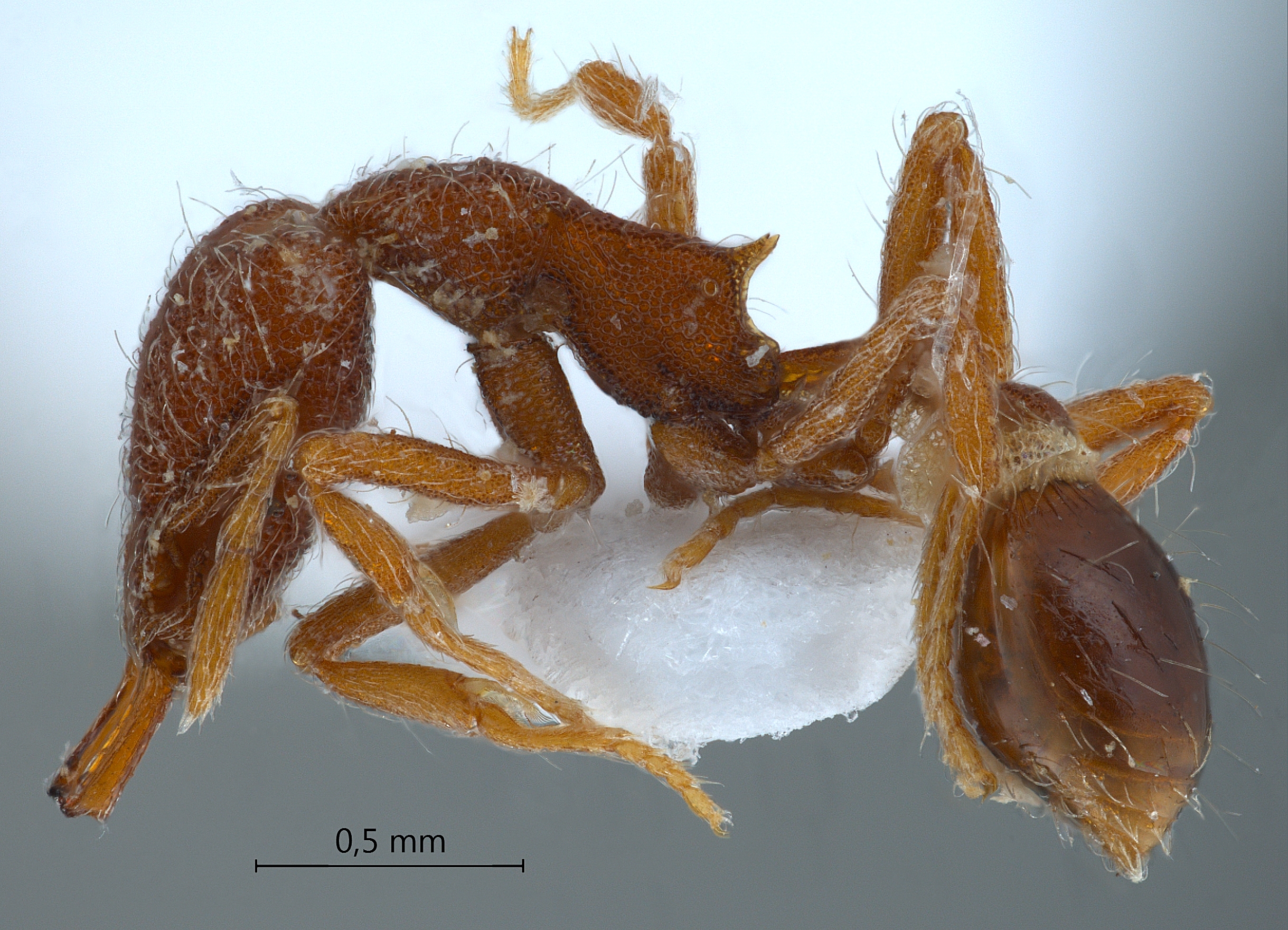 Strumigenys lebratyx lateral