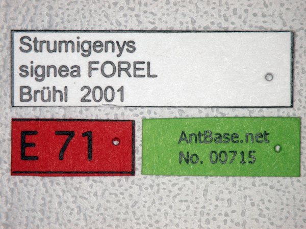 Strumigenys signeae label
