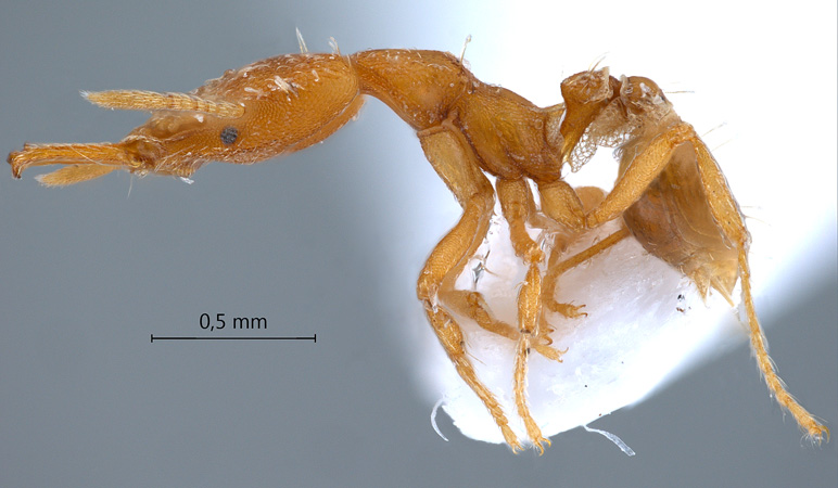 Strumigenys signeae lateral