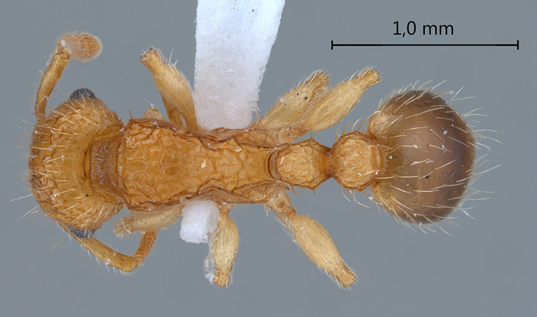 Tetramorium bicarinatum dorsal