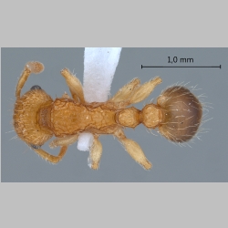 Tetramorium bicarinatum Nylander, 1846 dorsal