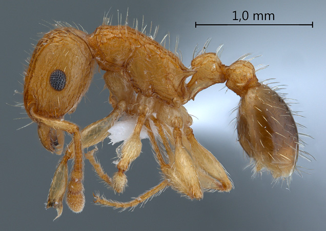 Tetramorium bicarinatum lateral