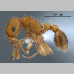 Tetramorium bicarinatum Nylander, 1846 lateral