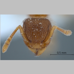 Tetramorium lanuginosum Mayr, 1870 frontal