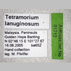 Tetramorium lanuginosum Mayr, 1870 label
