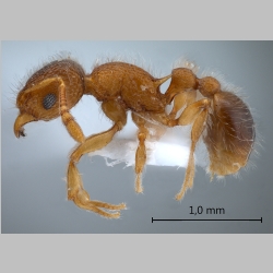 Tetramorium lanuginosum Mayr, 1870 lateral