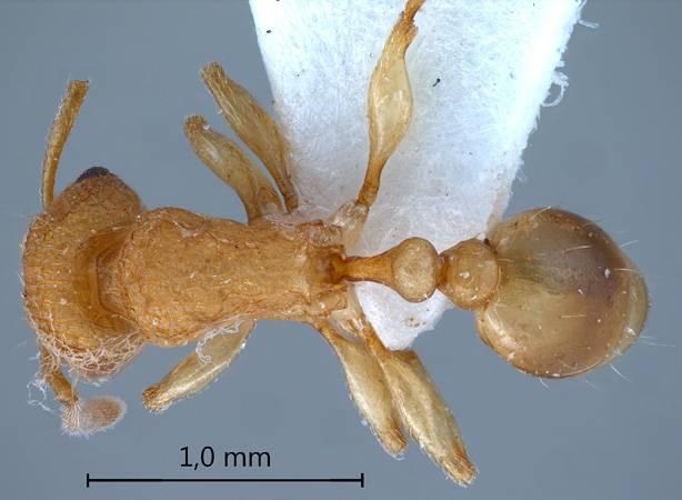 Tetramorium laparum dorsal