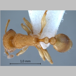 Tetramorium laparum Bolton, 1977 dorsal