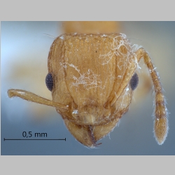 Tetramorium laparum Bolton, 1977 frontal